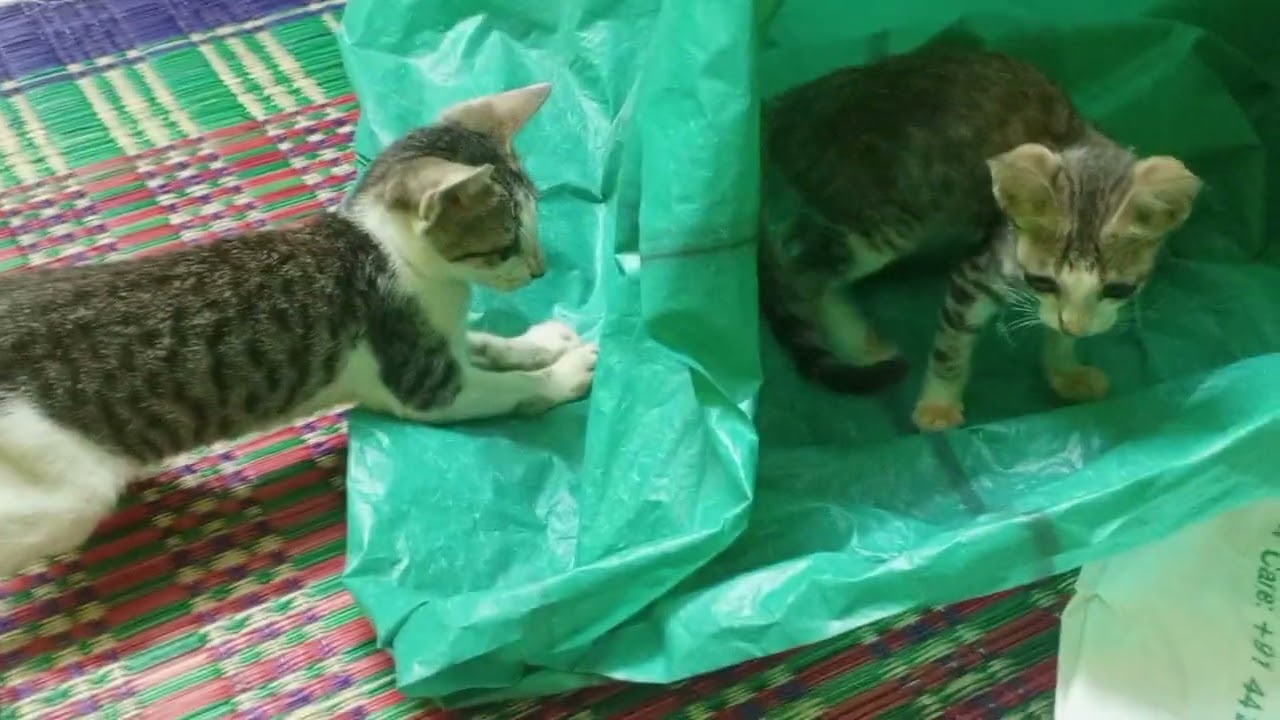 kittens play hide and seek 