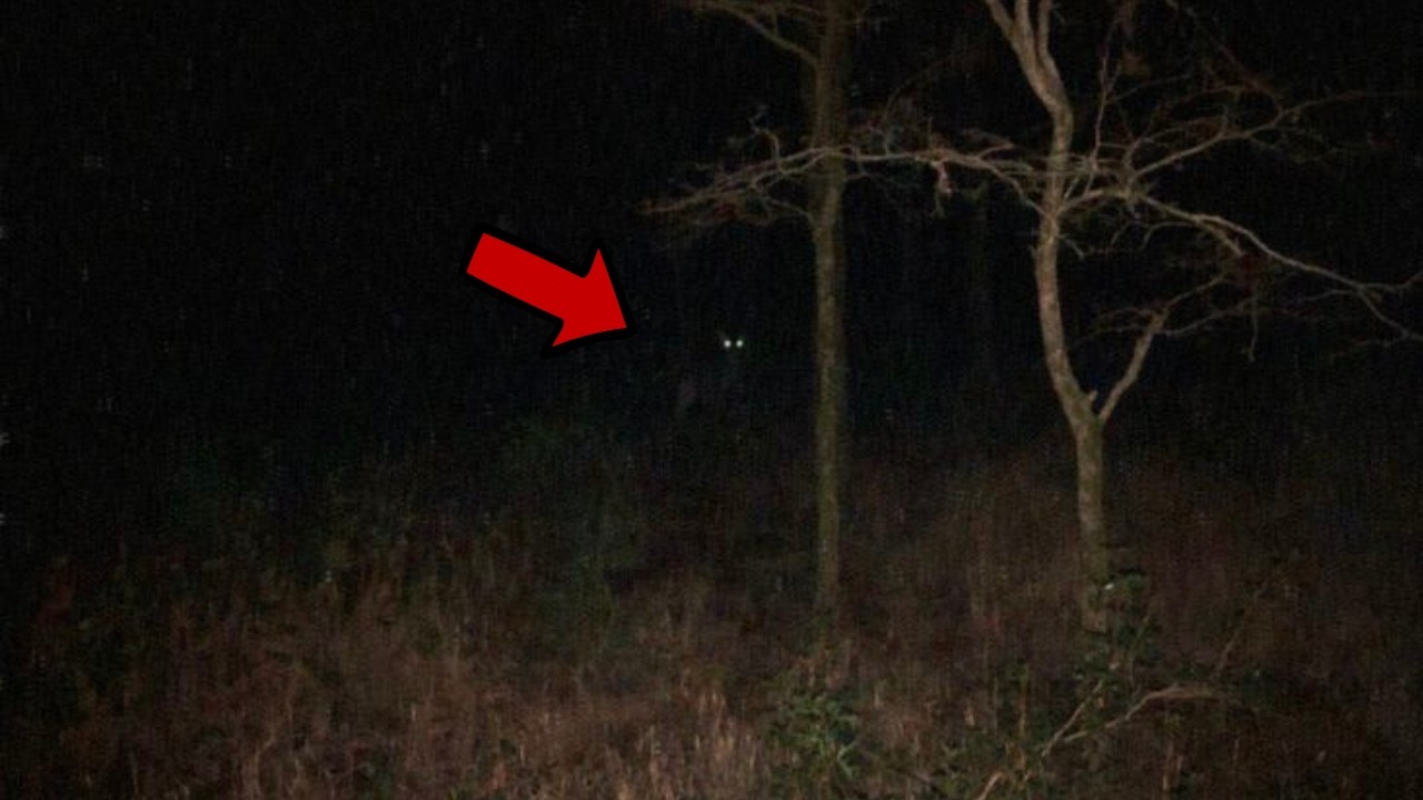 9 Encontros na FLORESTA Mais Perturbadores CAPTURADOS PELA CÂMERA