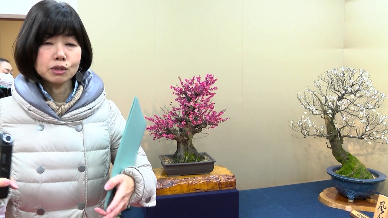 The 65th Nagahama Bonsai Exhibition of Japanese Plum Trees