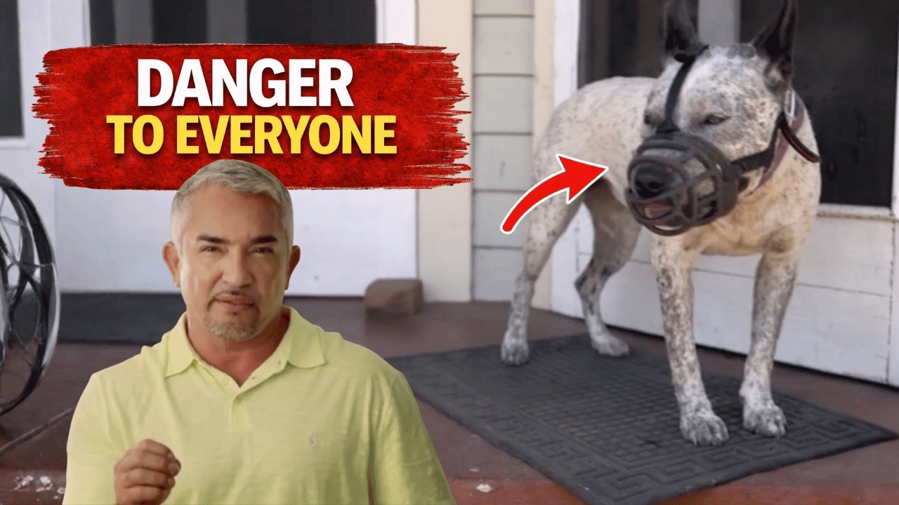 Пять укусов… и без предупреждения 🐶 | Сезар 911
