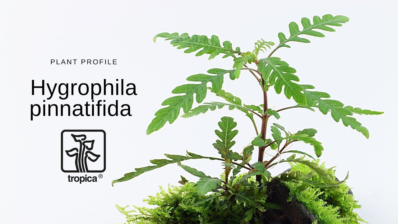 Hygrophila pinnatifida