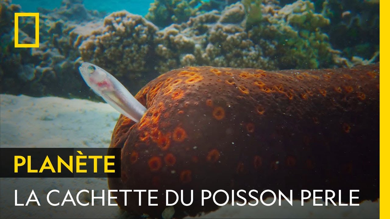 Pour échapper aux prédateurs, ce poisson a une étrange cachette