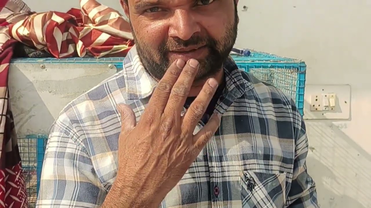 Punjabi madrasi kabutar guarantee