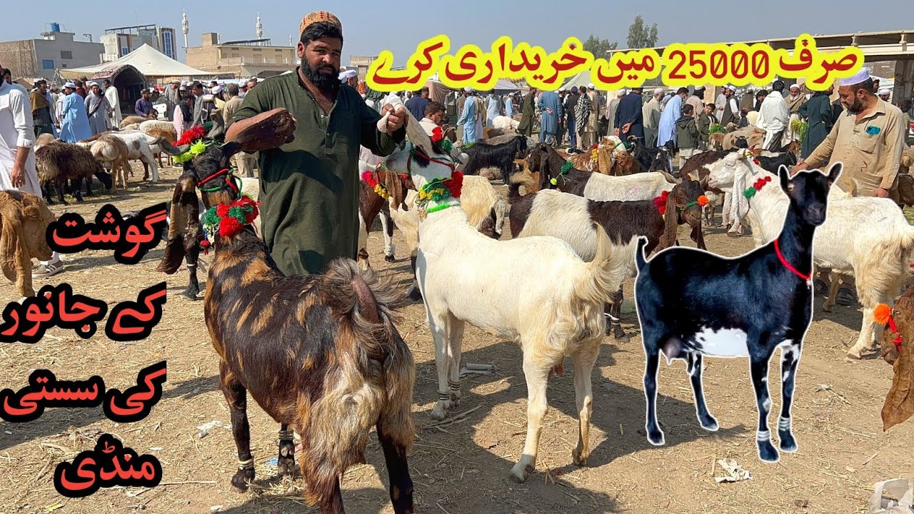 Kohat Biggest Bakra Mandi Latest Update- LIVE Soda Ghaban Bakriyan March 2, 2026