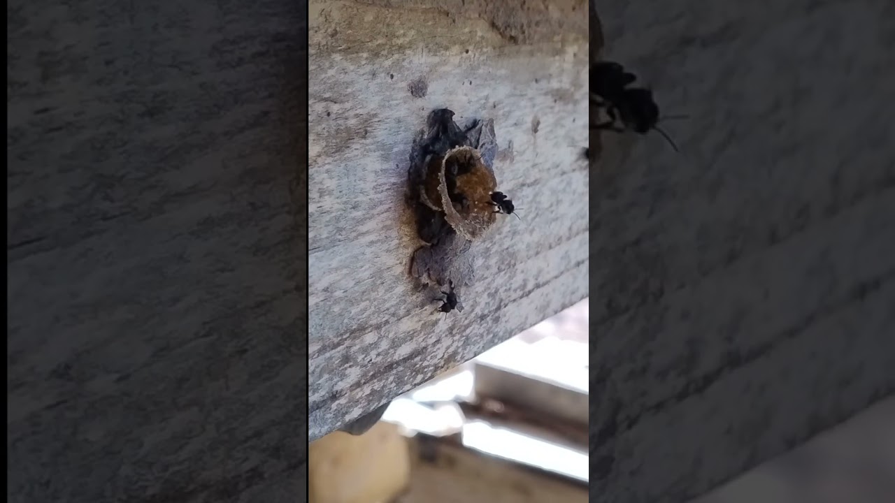 INCR&Iacute;VEL MANDAGUARI PRETA - SCAPTOTRIGONA POSTICA