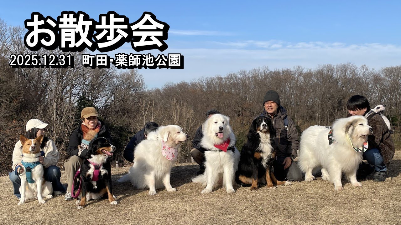 【ラム＆ピコ】大晦日恒例お散歩会【町田市薬師池公園】