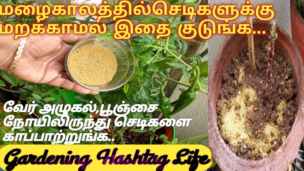 Organic fungicide|| மழை காலத்தில் செடிகளை நோயிலிருந்து பாதுகாக்க, இந்த பவுடரை  பயன்படுத்துங்க....