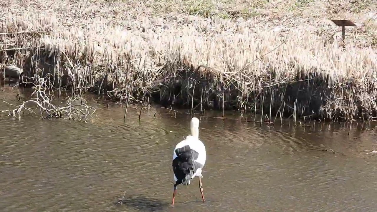2026 03 07 渡良瀬遊水地　コウノトリ