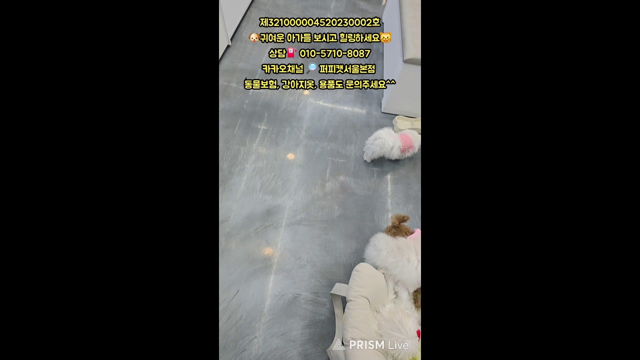 🐶퍼피캣서울본점😺 #퍼피캣  #강아지분양 #고양이 #고양이분양 #애견분양 #댕댕이 #라이브 #live