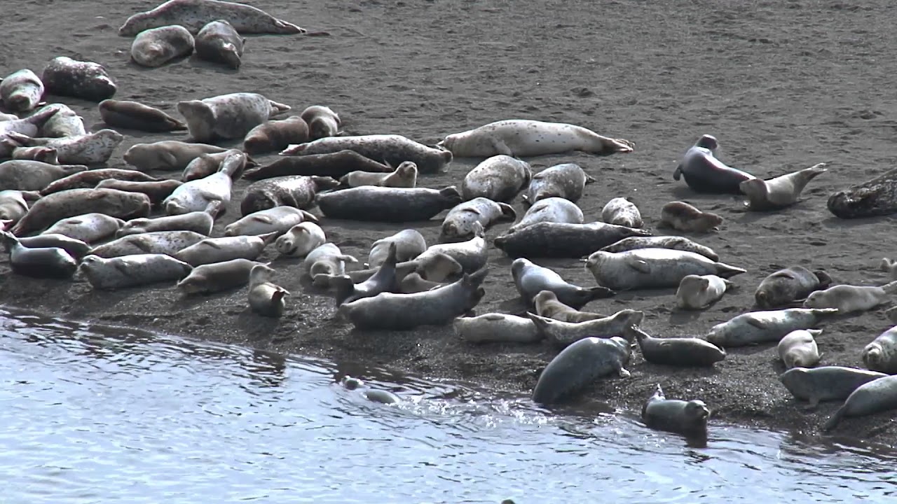Majestic Animals &mdash; Harbor Seals
