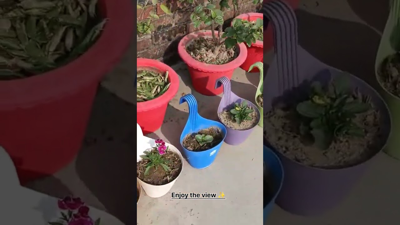Enjoy the view of my terrace garden 🏡🤩 #viral #trending #garden 