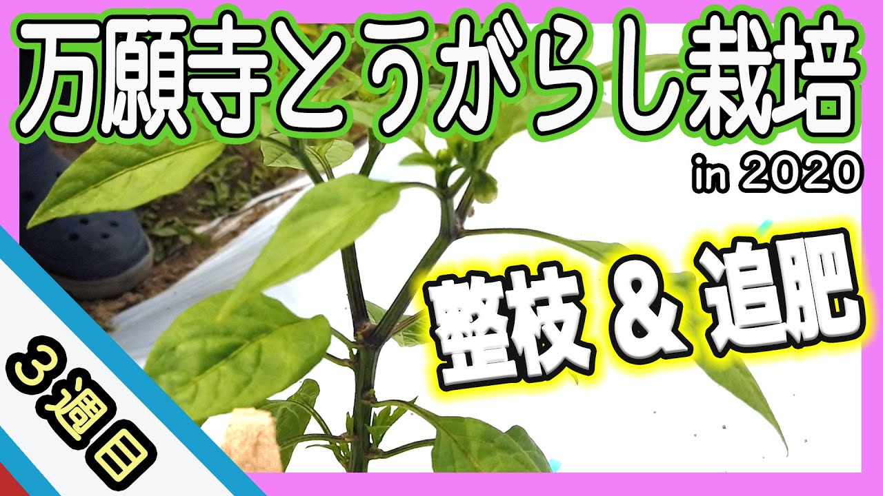 【農作業】万願寺とうがらしは何本仕立てがいいの？整枝と追肥のポイントとは？