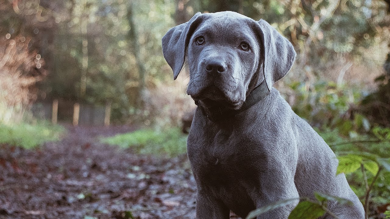 Guard Dog Puppy Training! The Most Important Video You MUST Watch!