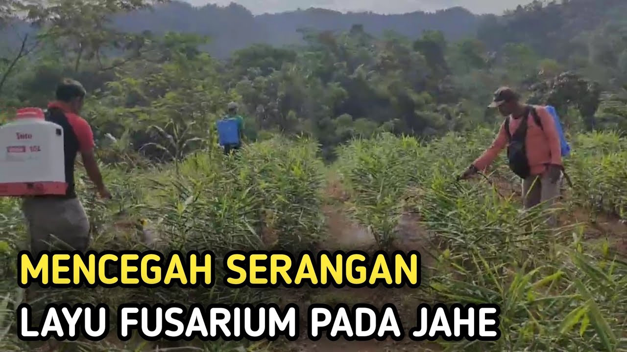 PENGENDALIAN PREEMTIF HAMA&PENYAKIT JAHE | JAHE GAJAH | BALAD MANG TANI