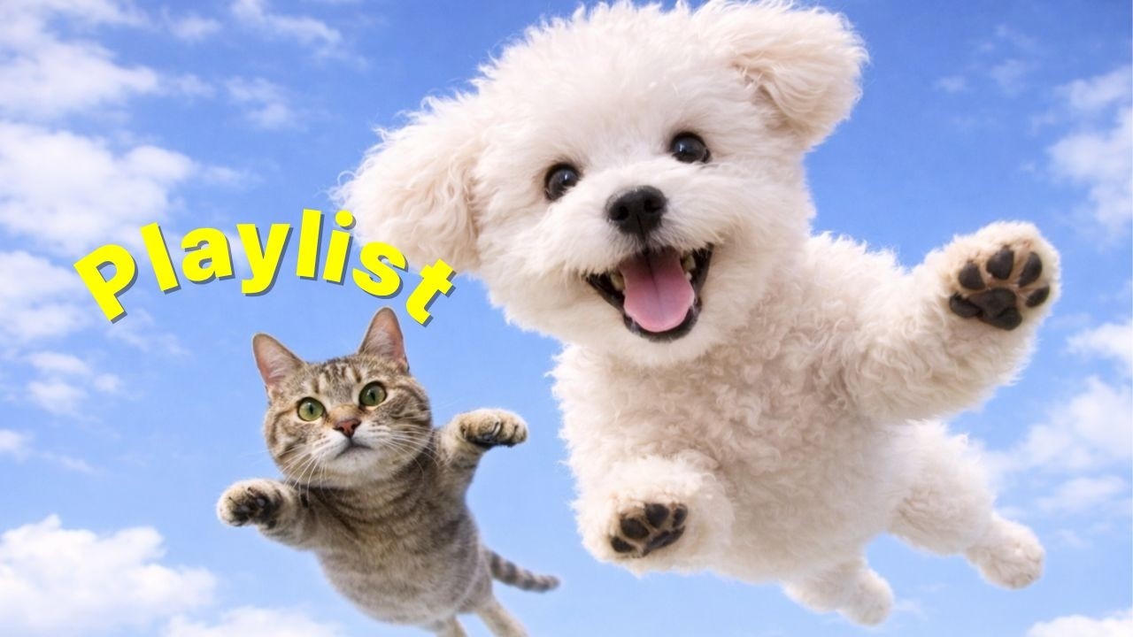 Поднимающий настроение POP Playlist | Работа·Прогулка·Кафе·Магазин BGM🎧