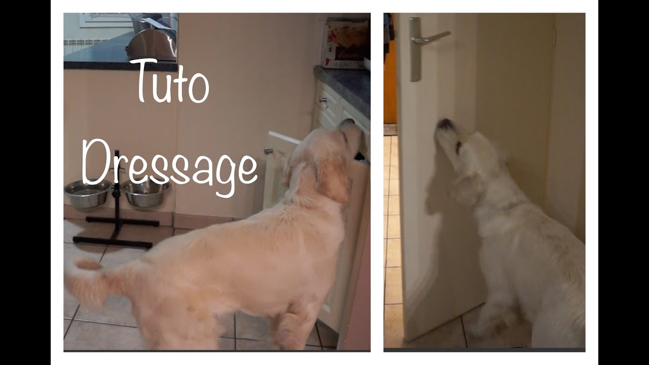 Tuto dressage - Mon chien ferme les portes