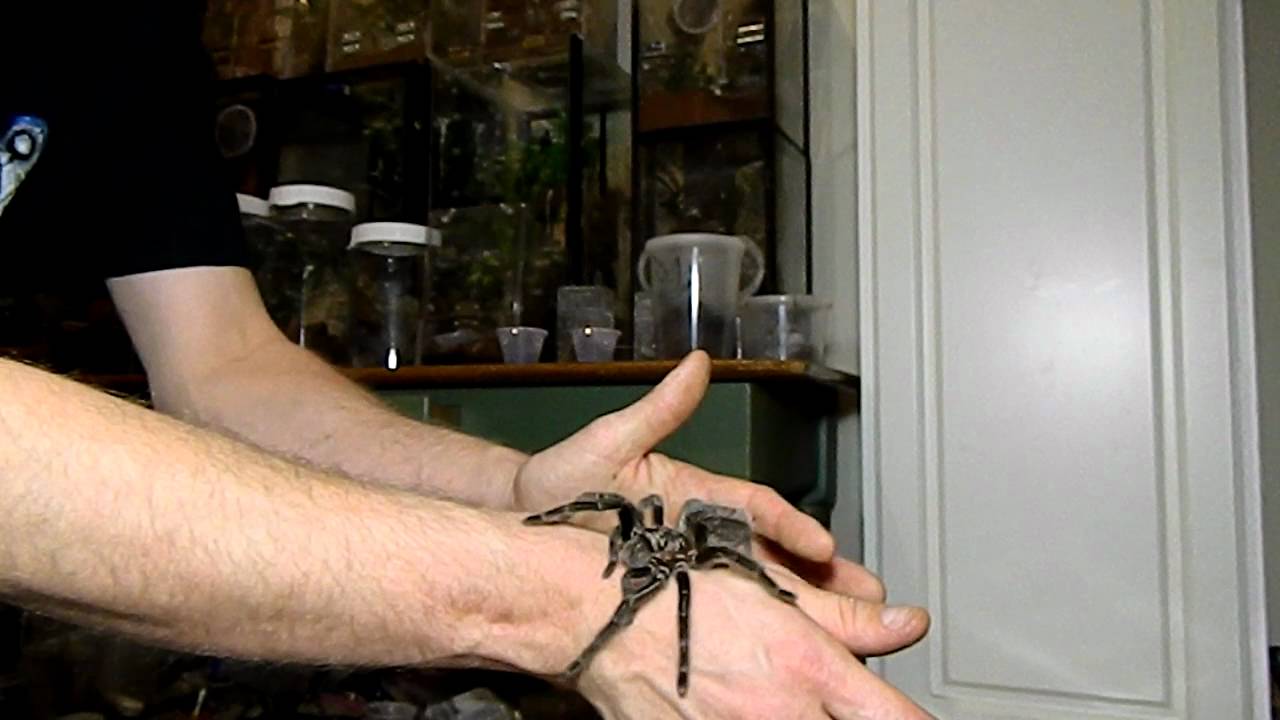Grammostola grossa