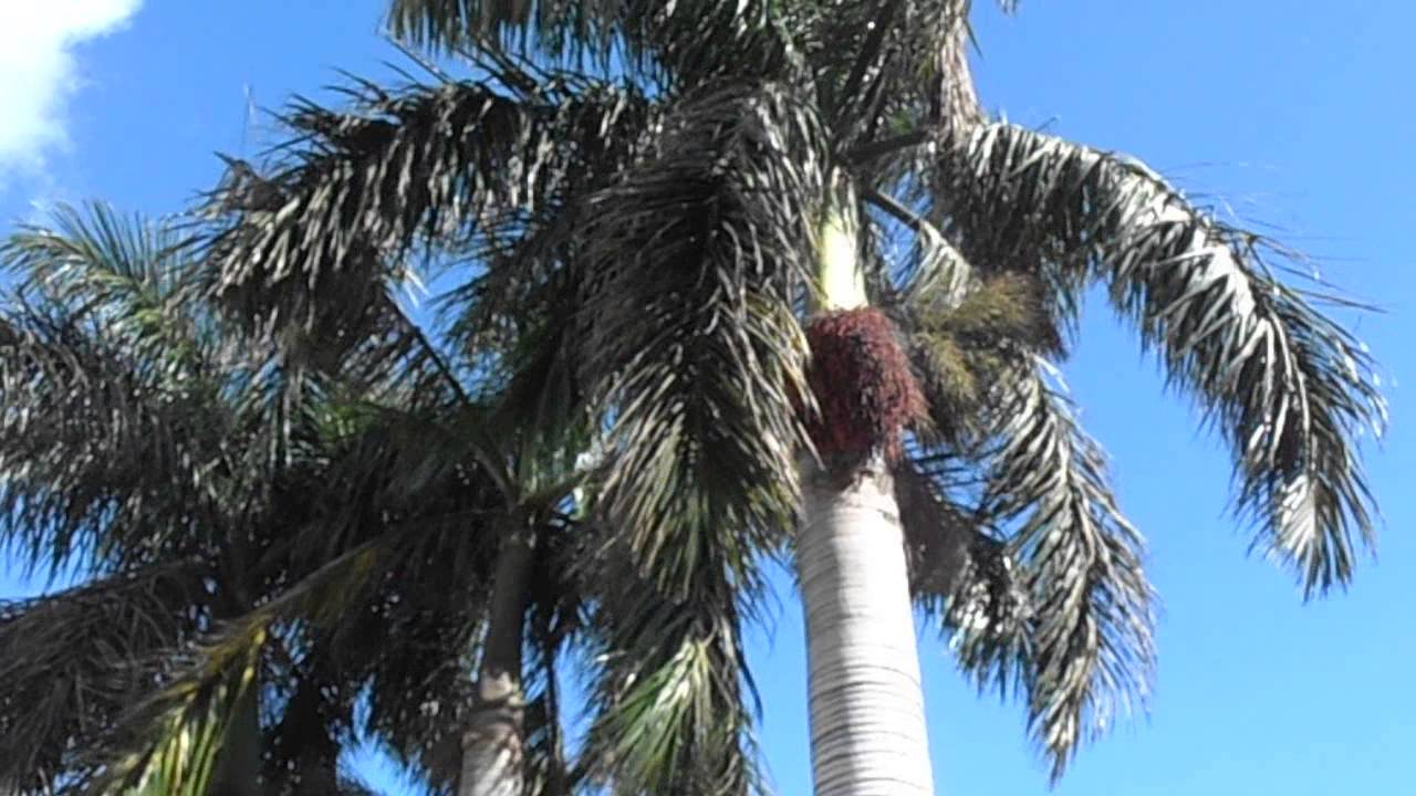 PALMERA REAL CUBANA: Roystonea regia (www.riomoros.com)