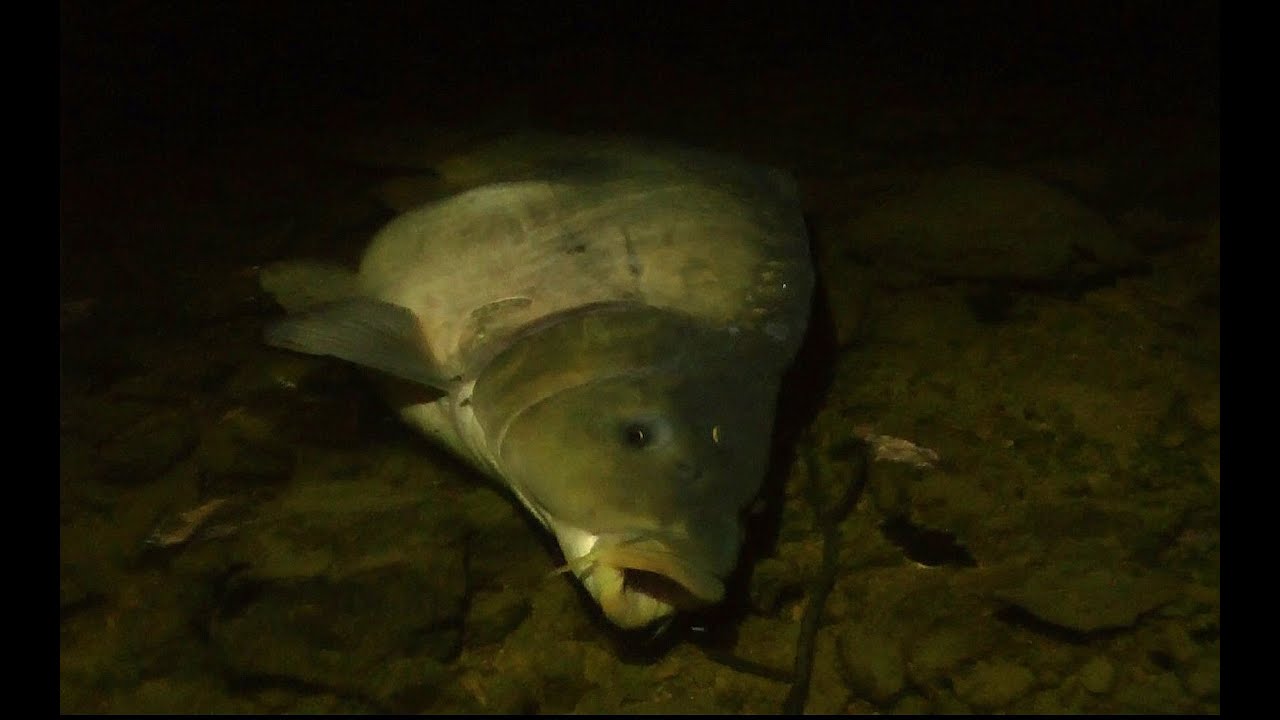 Video pamietnik nr.65 karpie na boilies karpfenangeln zasiadka karpfen