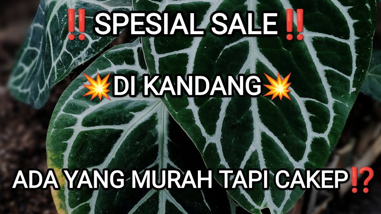 ADA YANG MURAH TAPI CAKEP⁉️