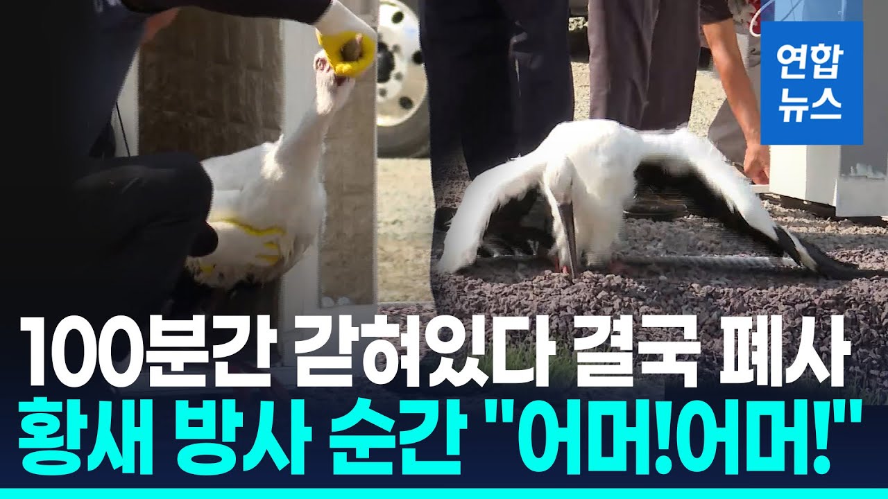 땡볕에 케이지 갇혀 100분&hellip;방사 순서 기다리던 황새 결국 폐사 / 연합뉴스 (Yonhapnews)
