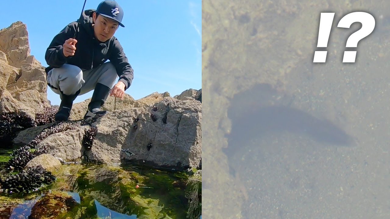 潮溜まりの穴にエサを落とすと大きな影が・・・