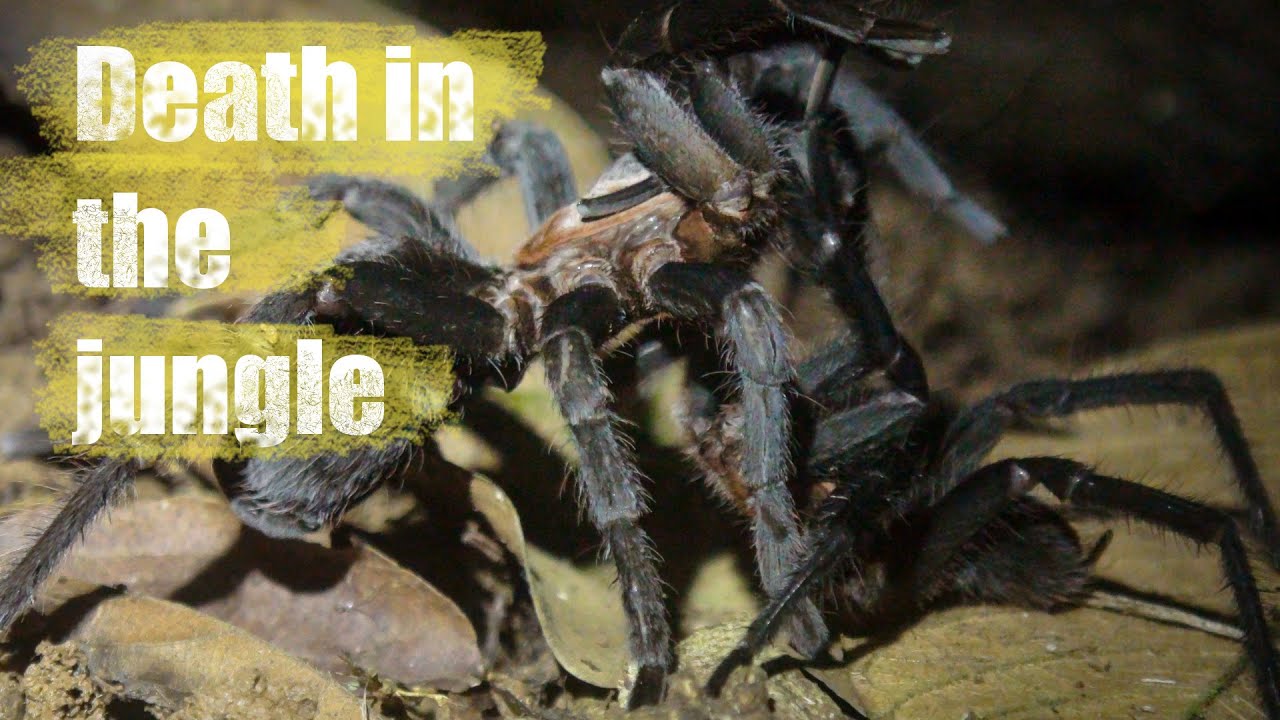 Tarantulas: mating in Crypsidromus icecu, Costa Rica