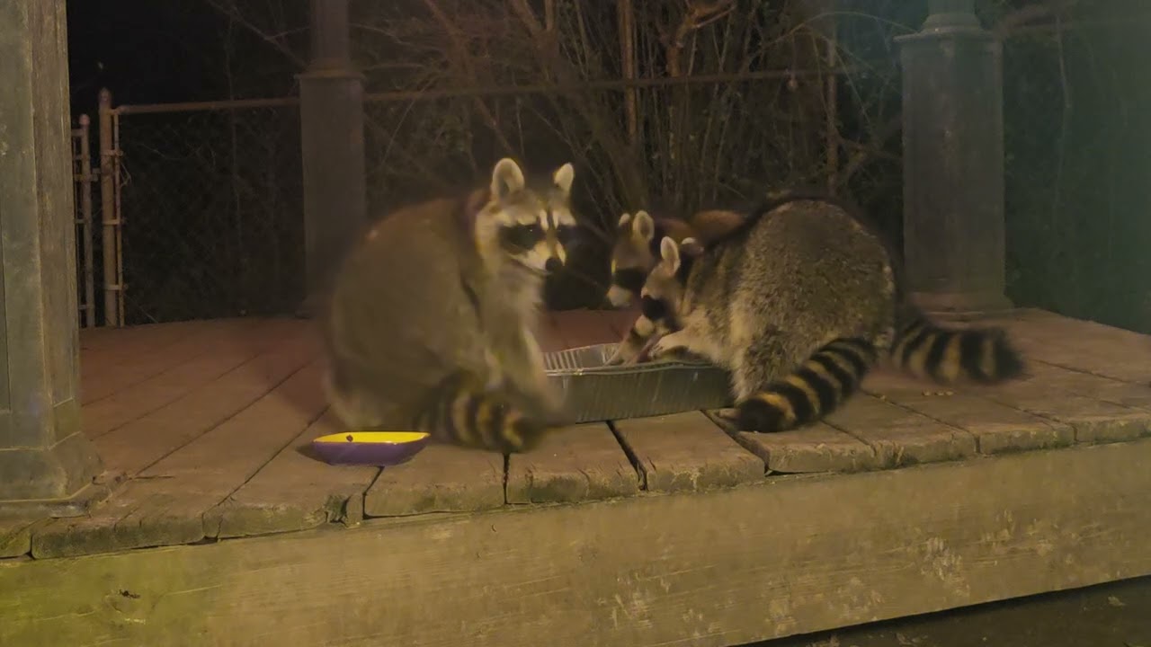 And Raccoons, my friend with the Ouchy is here late.