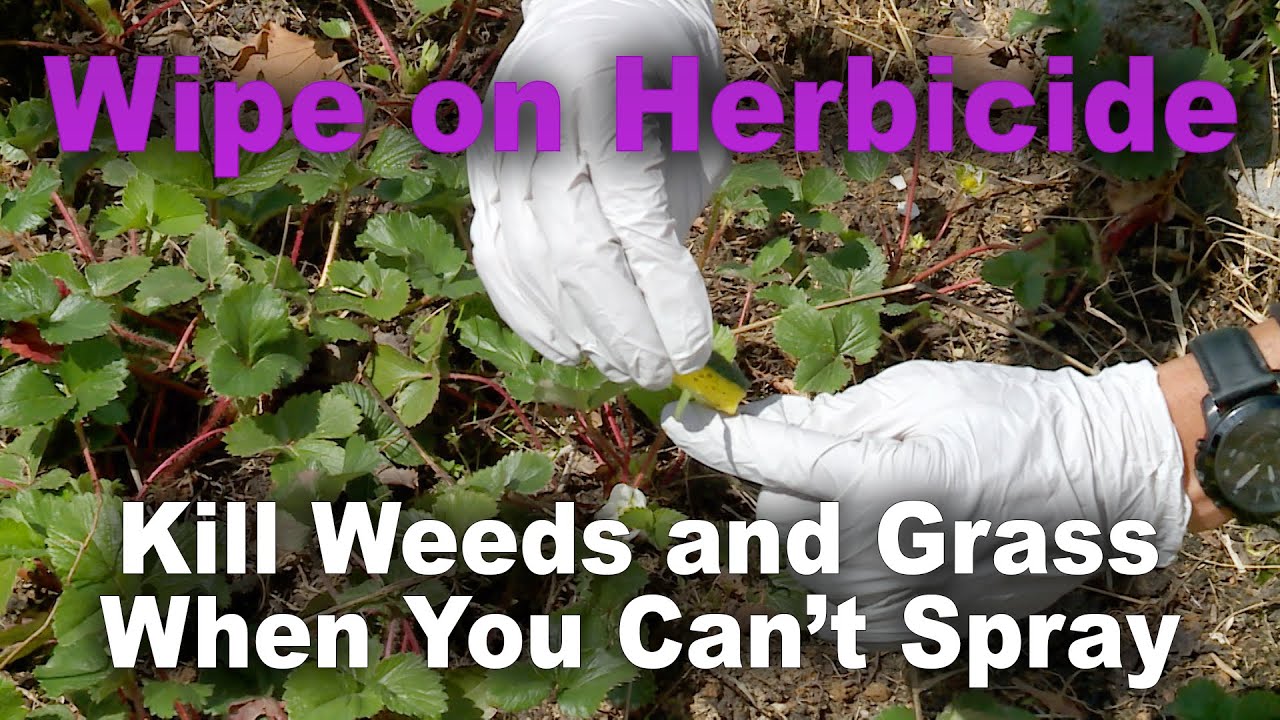 Three Ways to Wipe on Herbicide &ndash; This Week in the Garden