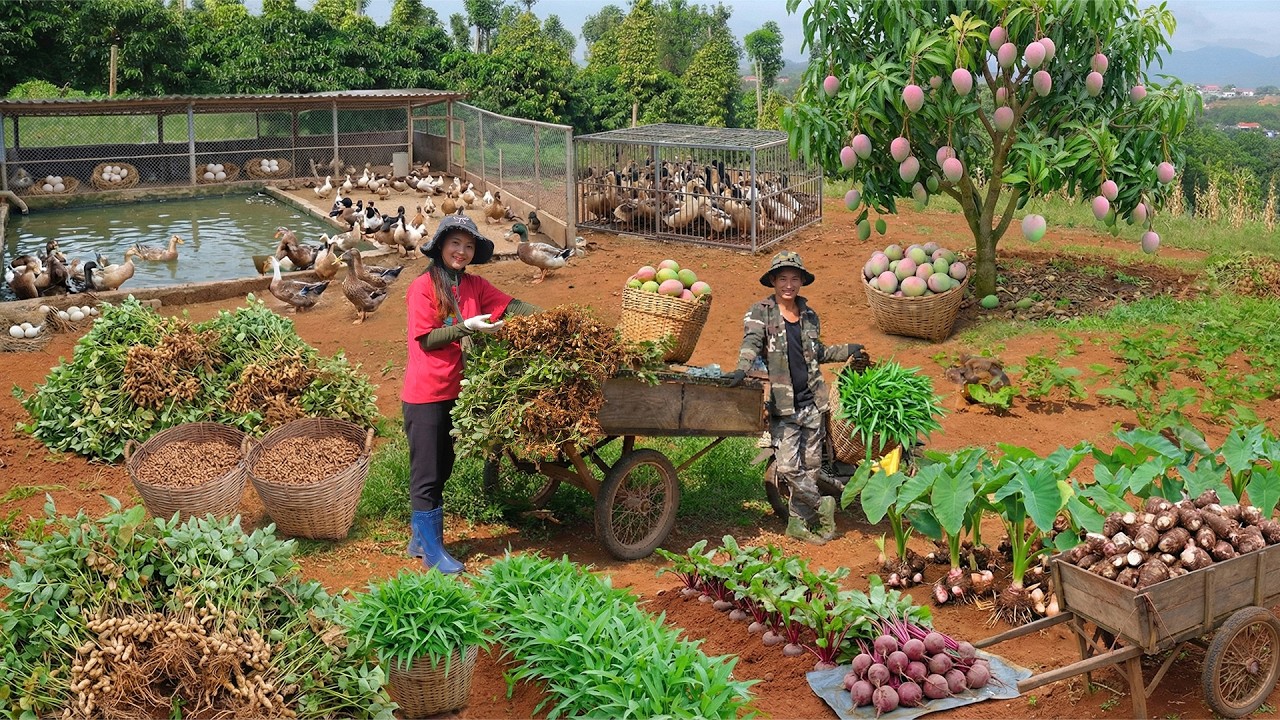 Harvest: Peanut, Duck, Mango, Water Spinach, Beetroot, Taro To Sell At The Market – Cook – Garden