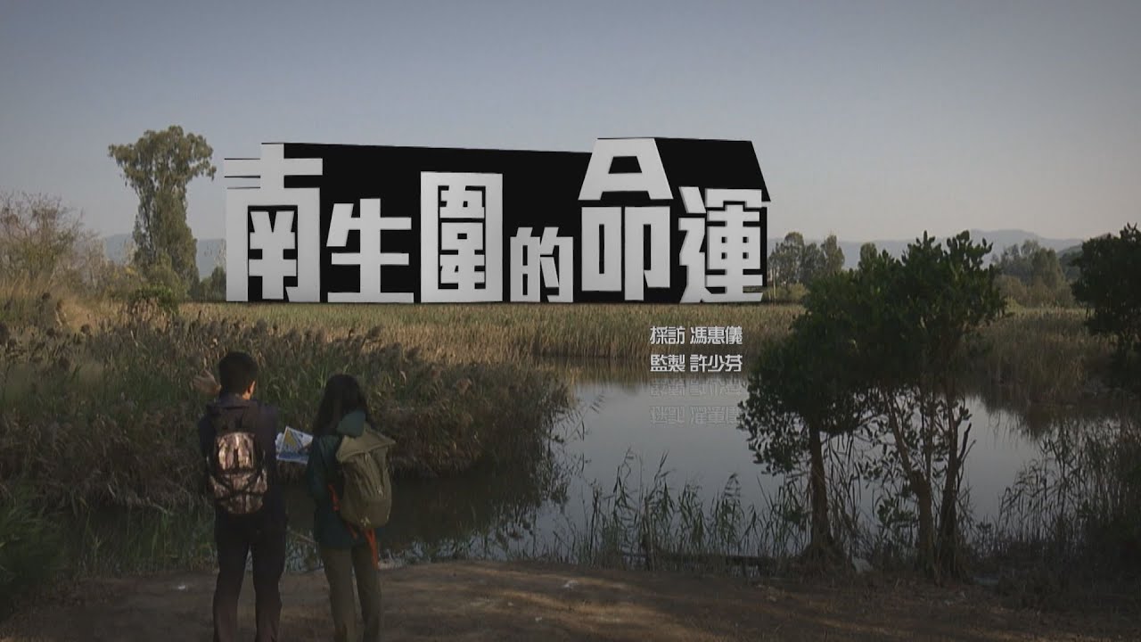 【經緯線】南生圍的命運 / 野生捕獲牠