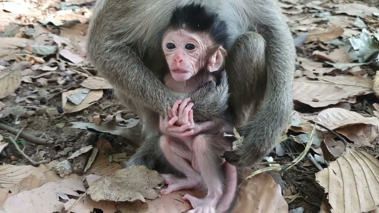 Wildlife monkeys in Amber troop P132