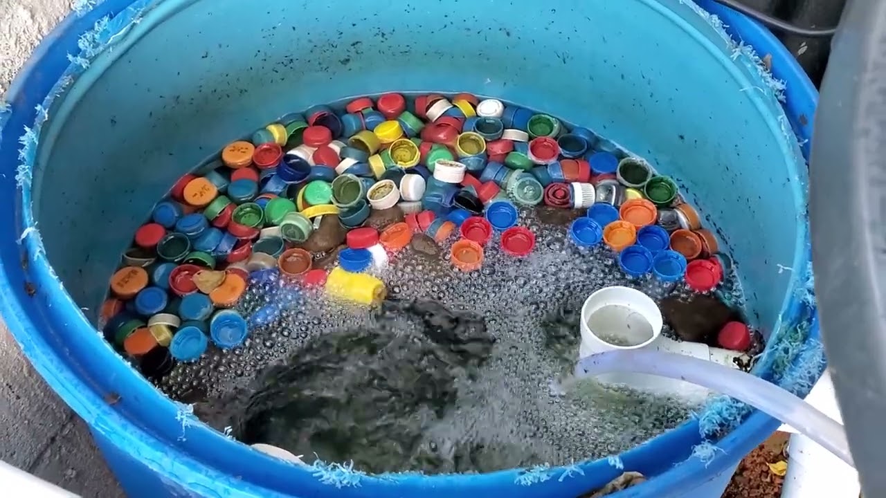 Sistema casero para criar tilapias en recirculacion, como Criar tilapias y mojarras desde tu casa