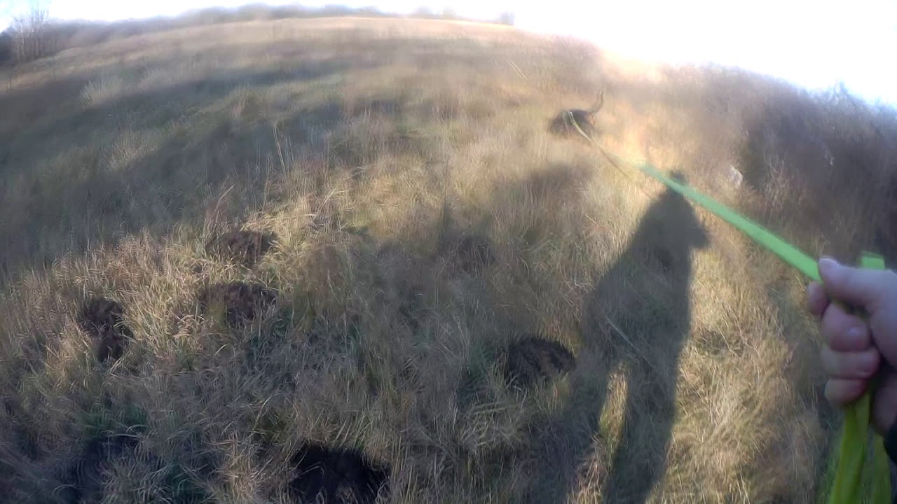 Black & Tan Coonhound mantrailing
