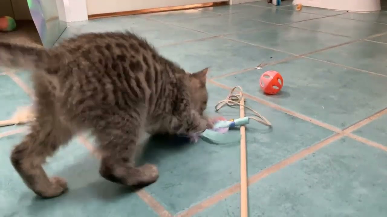 My New Kitten