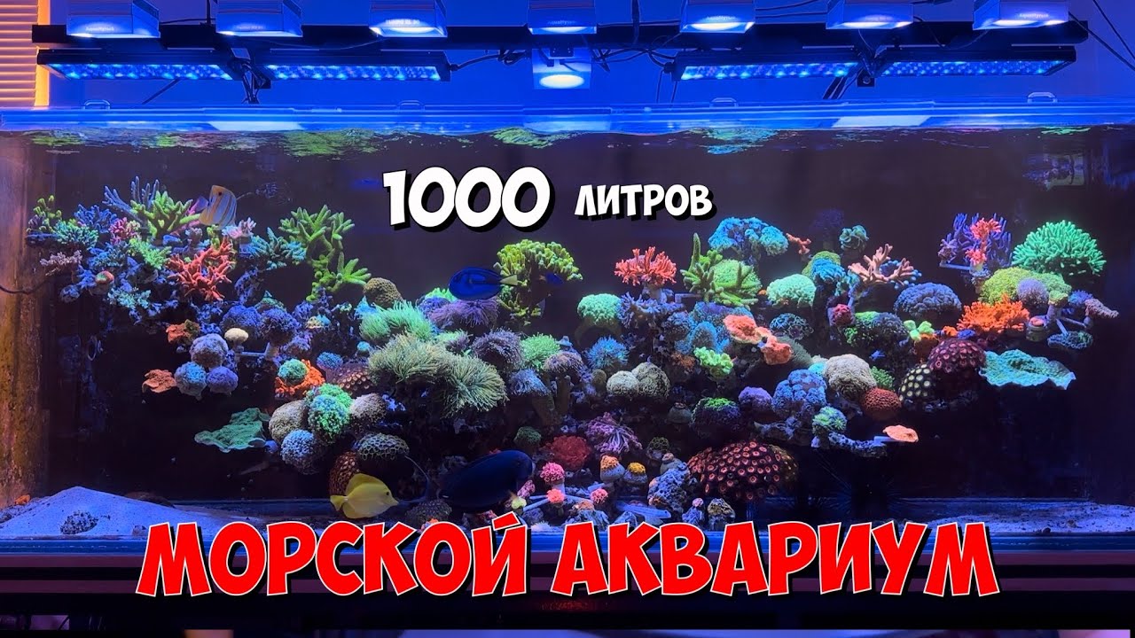 Морской аквариум на 1000 литров