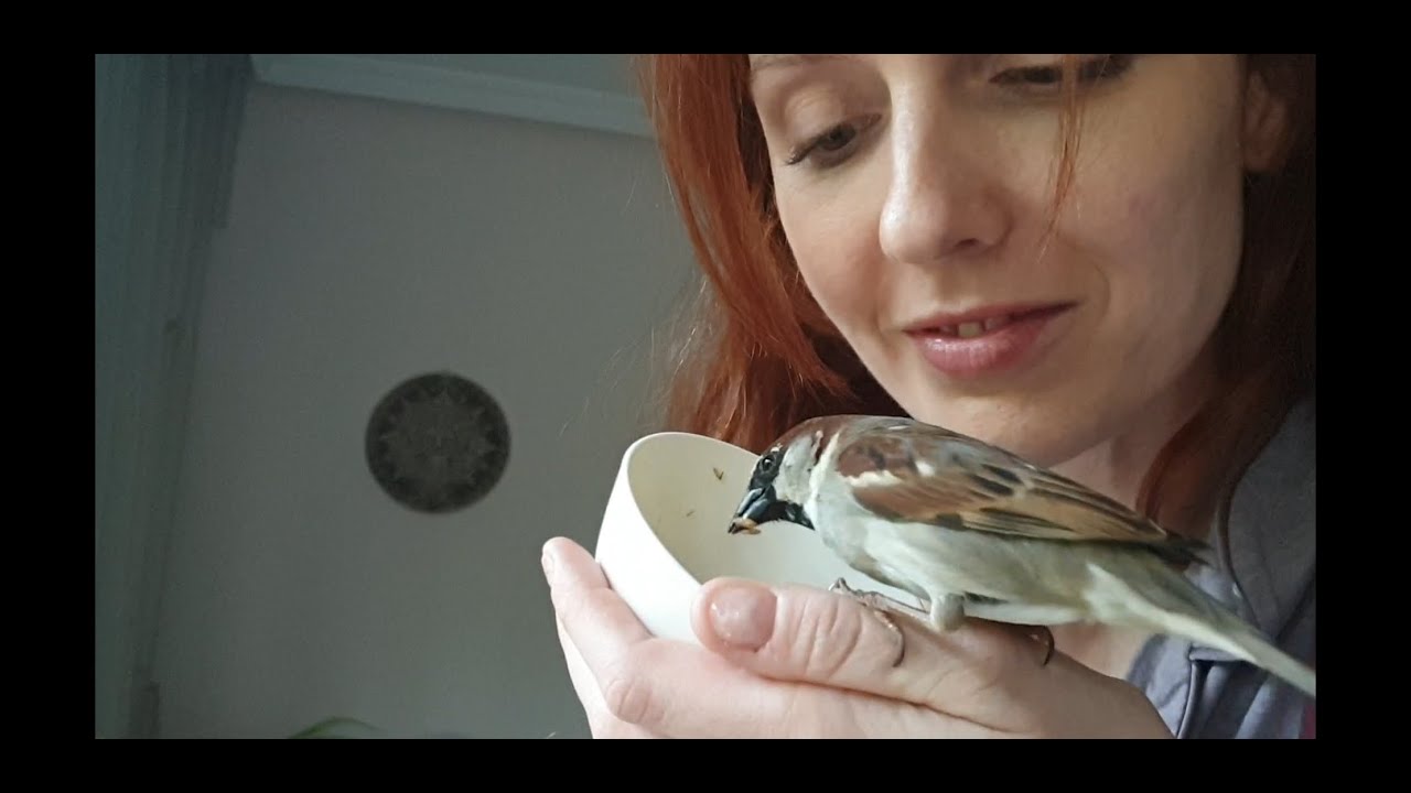 Robin el gorrión....va prescindiendo del pelo de cabra, y mucho más sociable ahora, Robin sparrow