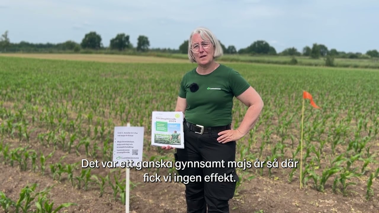 Lantmännens Strategiförsök 2024 - Biostimulanter & mikronäring till ensilagemajs 2024