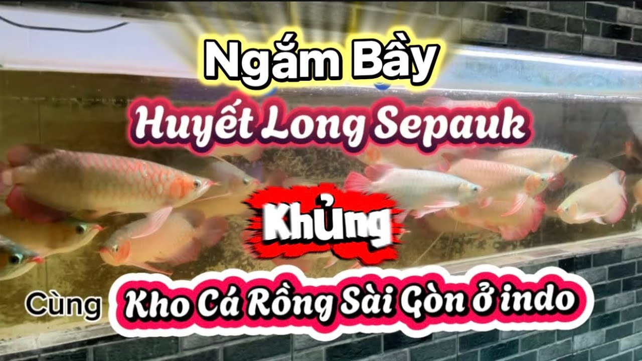 Ngắm Bầy Sepauk Khủng ở Kho Cá Rồng Sài Gòn tại iNDO