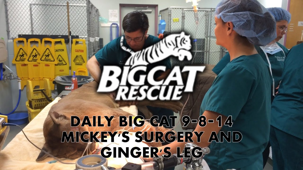 DAILY BIG CAT 9-8-14