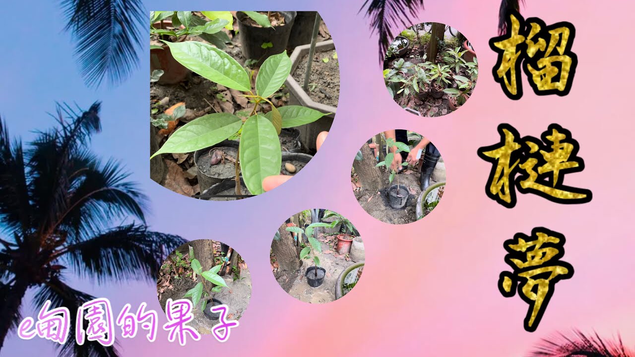 重啟e甸園的「榴槤夢」007~ 製造美麗的錯誤，￼希望能弄假（假植）￼成真（地植）！2023年9月17日