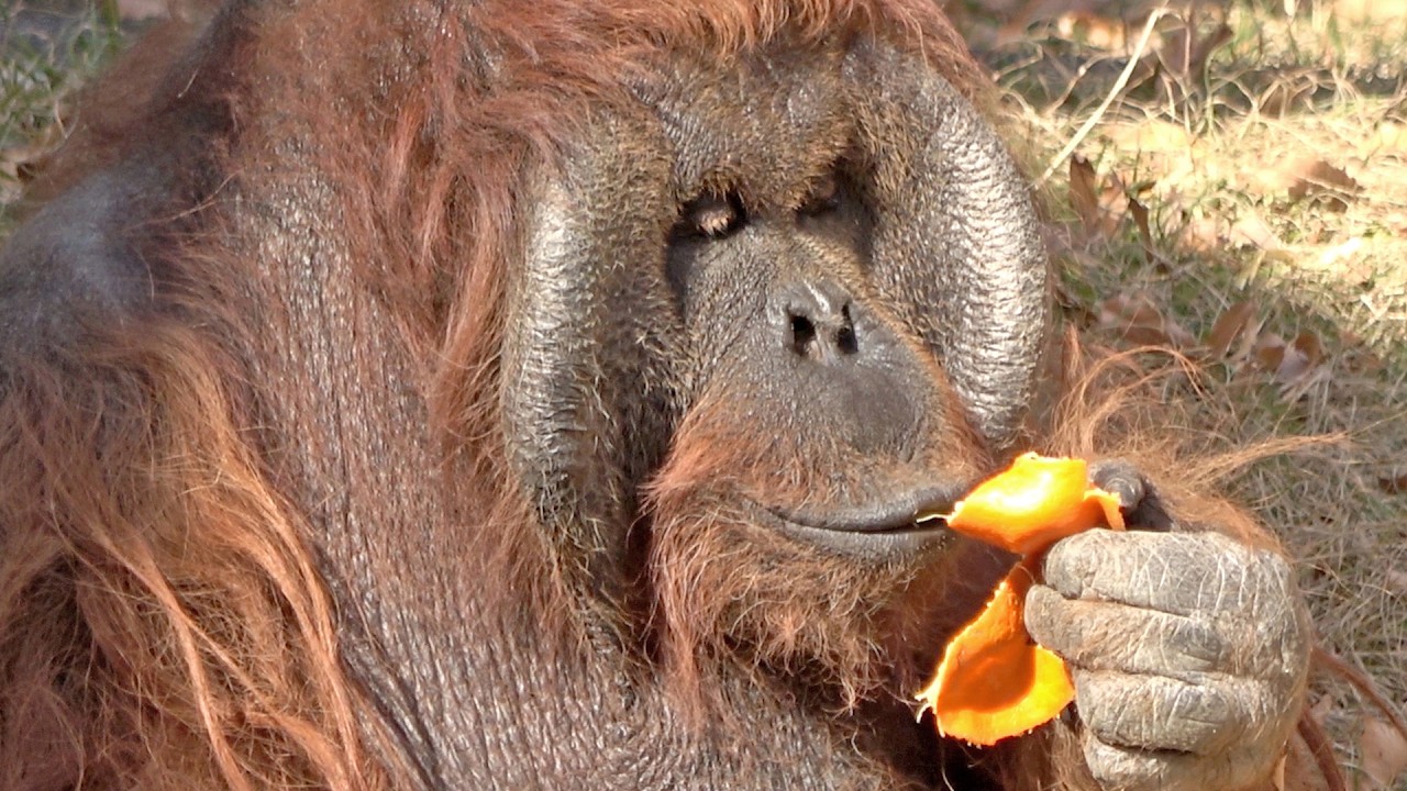 ミカンを食べるキューさん・オランウータン　2026/01/26