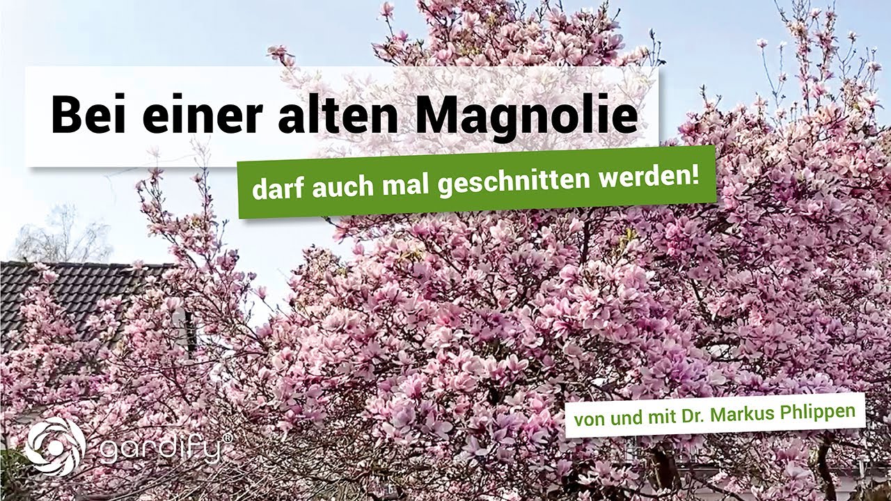 Eine alte Magnolie darf auch mal geschnitten werden! | gardify Tipps