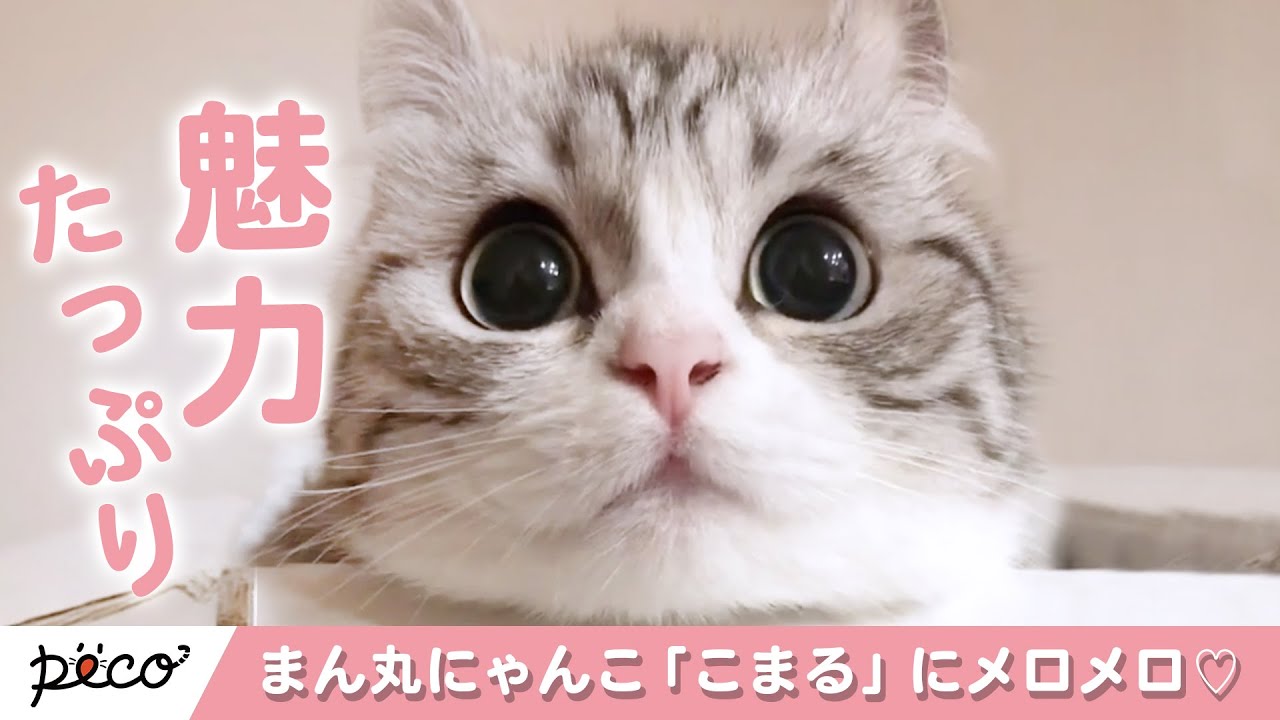 癒し系にゃんこ まん丸おめめの「こまるちゃん」にメロメロ♡ 総集編【PECO】