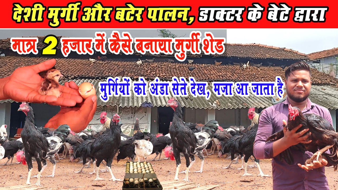 देशी मुर्गी & बटेर पालन, डाक्टर के बेटे द्वारा। Deshi murgi & Bater Palan Doctor ke Bete dwara