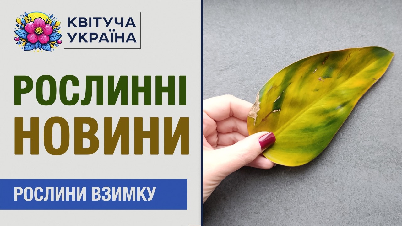 Рослинні новини 🌿 Як рослини переживають зиму