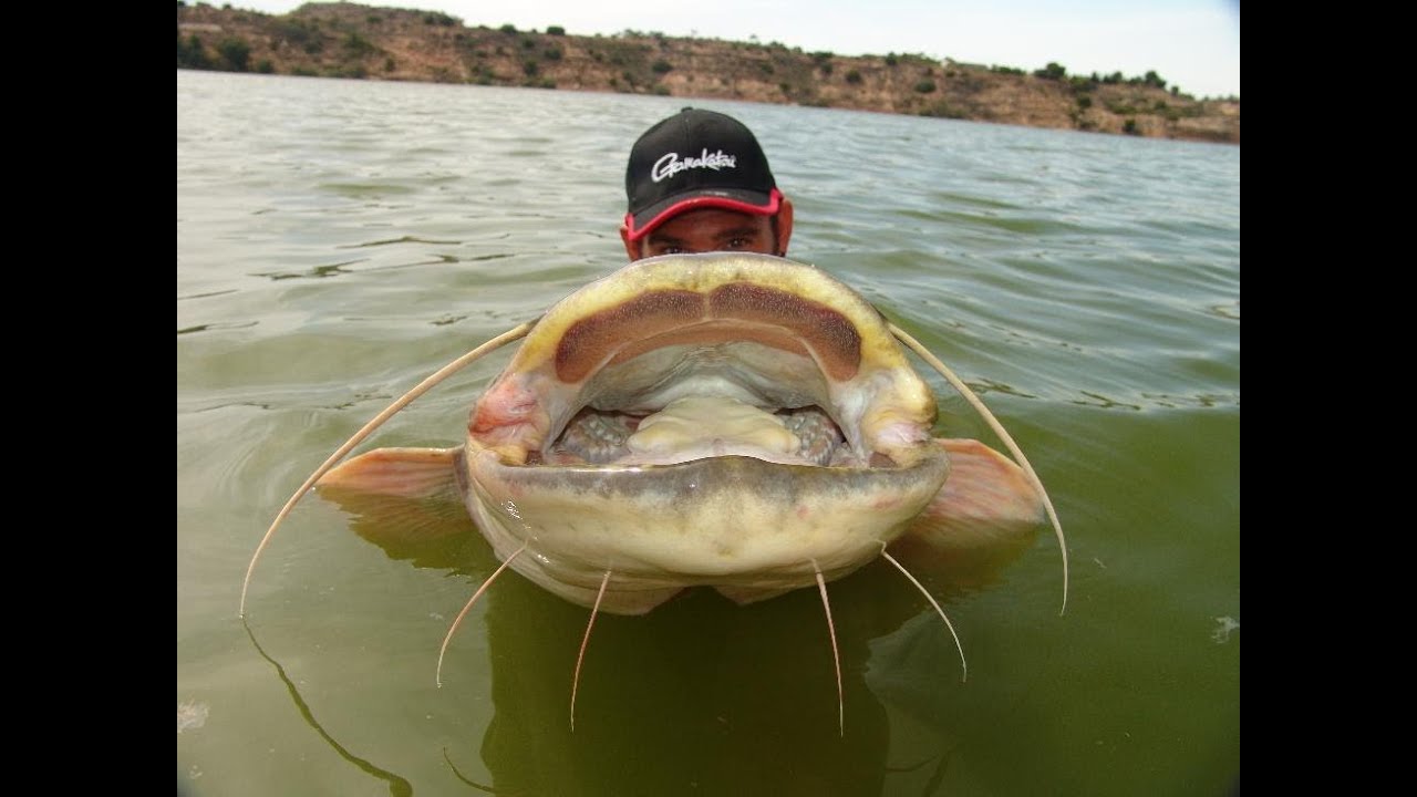 HOW FISHING CATFISH IN SPAIN ON RIO EBRO - HD by CATFISHING WORLD