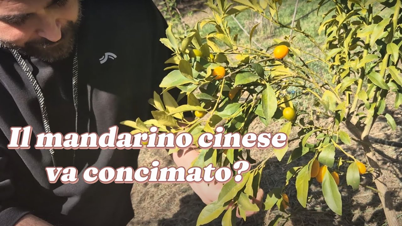 Come concimare il kumquat usando i lupini macinati