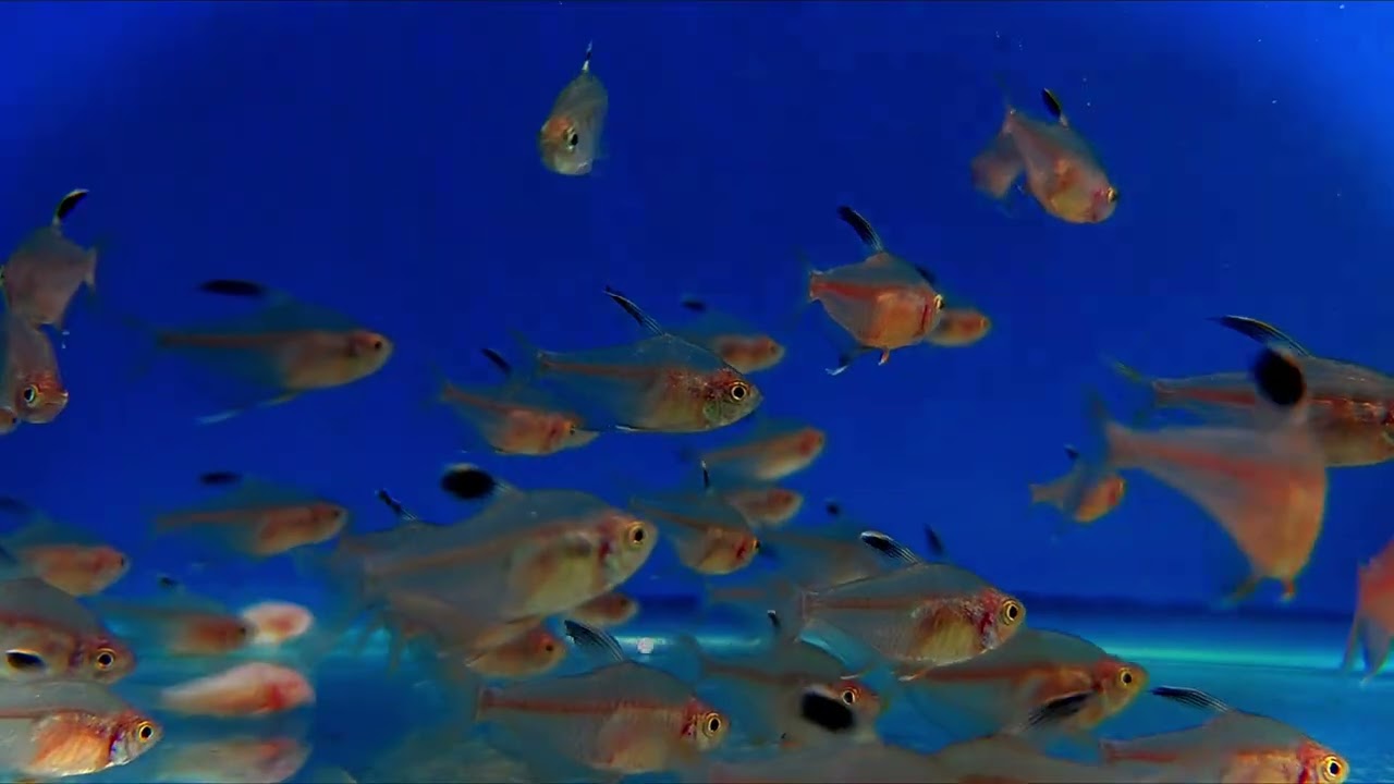 This Aquarium Will Calm Your Mind Instantly | Deep Sleep, Meditation & Inner Peace