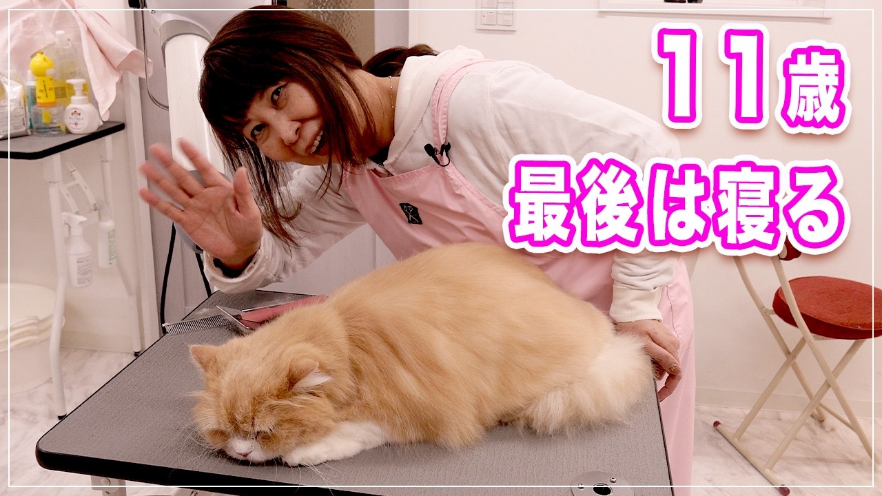 【チャイちゃん】11歳少し噛み癖があるけど、最後は寝ちゃったｗｗ【立ち耳スコ】